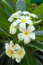 Plumeria flower