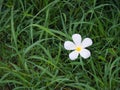 Plumeria Flower on The Lawn Royalty Free Stock Photo