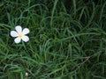 Plumeria Flower on The Lawn Royalty Free Stock Photo