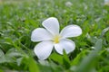 Plumeria flower on a lawn Royalty Free Stock Photo