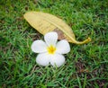 Plumeria flower on the lawn Royalty Free Stock Photo