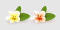 Plumeria flower with leaves on white background.