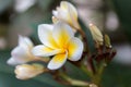 Plumeria flower: national floral emblem of Laos