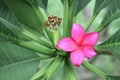 Plumeria flower pink or desert rose on the tree