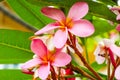 Plumeria Flower with pink and red colour Royalty Free Stock Photo