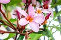 Plumeria Flower with pink and red colour Royalty Free Stock Photo