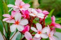 Plumeria Flower with pink and red colour Royalty Free Stock Photo