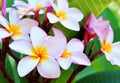 Plumeria flower pink and white frangipani tropical flower plumeria flower blooming on tree spa flower