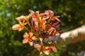 Plumeria flower pink and white, tropical flower under sunlight f