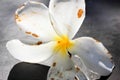 Plumeria Flower Royalty Free Stock Photo