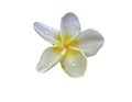 Plumeria flower  with rain drop  isolate on white background with clipping path Royalty Free Stock Photo