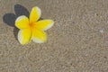 Plumeria flower on sand Royalty Free Stock Photo