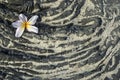 Plumeria flower on sandy lava rock