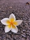 Plumeria flower on the side way of Chiangmai university. Royalty Free Stock Photo