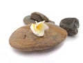 Plumeria flower on stone for spa relax, frangipani tropical flow Royalty Free Stock Photo