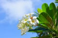 Plumeria flower