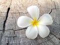 close-up blooming pure white plumeria flower on old tree stump surface under evening sunlight Royalty Free Stock Photo