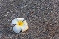 Plumeria flower