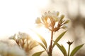 Plumeria Royalty Free Stock Photo