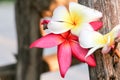 Plumeria flower view background