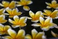 Plumeria flower on water for spa and relax Royalty Free Stock Photo