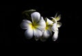 Plumeria flower