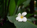 Plumeria flower