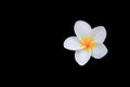 Plumeria flower white isolated on black background and clipping path Common name pocynaceae, Frangipani , Pagoda tree, Temple tr