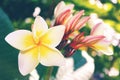 Plumeria flower white and yellow color on blur green leaves and