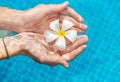 Plumeria flower in women`s hands in the pool