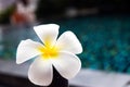 Plumeria flower on wooden chair in swiming pool Royalty Free Stock Photo