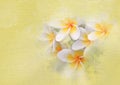 Plumeria flower yellow. paint watercolor vintage style illustration art design background