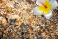 Plumeria and White Hawaiian Frangipani Flower