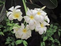 Plumeria flowerer blooming on tree with droplets after rain makes refreshing. Royalty Free Stock Photo