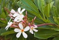 plumeria flowers