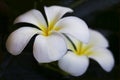 Plumeria flowers