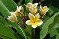 Plumeria flowers