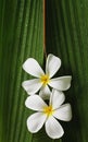 Plumeria flowers