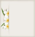 Plumeria flowers background