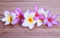 Plumeria Flowers Royalty Free Stock Photo