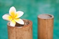 Plumeria flowers on bamboo trunks, blue water