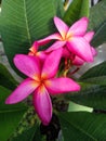 Plumeria