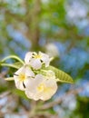 Plumeria flowers bloom very beautiful.