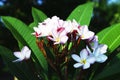 Plumeria flowers is blooming in garden Royalty Free Stock Photo