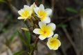 Plumeria flowers on braches on mountainous rocks