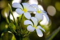 Plumeria flowers close-up in Hawaii