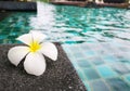 Plumeria flowers on the edge of the pool Royalty Free Stock Photo