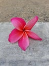 Plumeria flowers fade away on the sidewalk road background