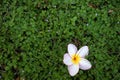 Plumeria flowers fall on the lawn. Royalty Free Stock Photo