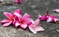 Plumeria flowers is falling on the floor. Royalty Free Stock Photo